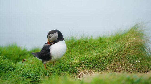 Puffin preening on grassy cliffside, Lunga Island, Scotland