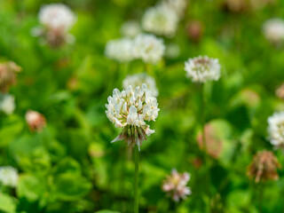 草原に咲く白詰草の花