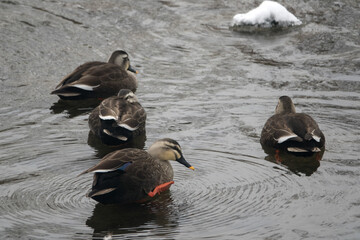 View of the swimming ducks on the stream in winter