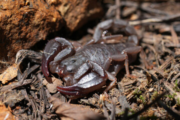 Closeup on a Pacific or Western Forest Scorpion, Uroctonus mordax sitting on the ground in North California