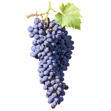 Grape Vine curling tendrils and hanging clusters of plump purple grapes Vitis vinifera Final image