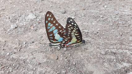 mating butterflies, two blue butterflies breeding