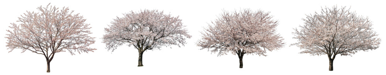 ソメイヨシノ桜樹木切り抜きセット透過PNG背景白 © SOZAIYA