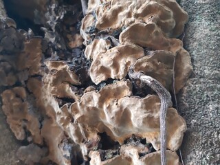 fungi that grow on trees