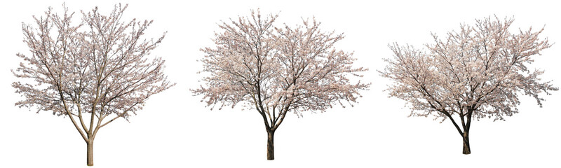 ソメイヨシノ桜樹木切り抜きセット透過PNG背景白