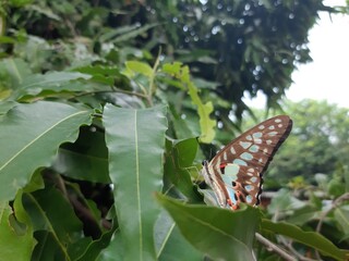 a butterfly with a blue hue perches on a green leaf