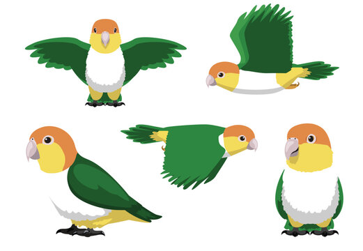 Animal Cartoon Bird Parrot Caique Yellow-Tailed Poses Vector Illustration