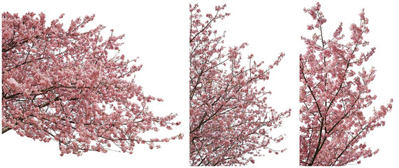 河津桜の枝切り抜きセット透過PNG背景白 © SOZAIYA