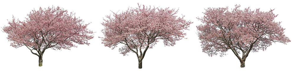 河津桜切り抜きセット透過PNG背景白