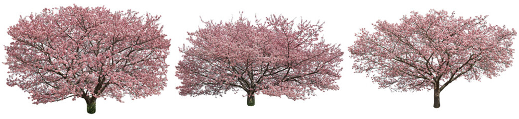 河津桜切り抜きセット透過PNG背景白