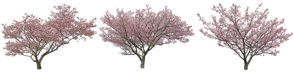 河津桜切り抜きセット透過PNG背景白