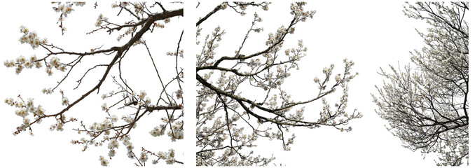 梅の樹木切り抜きセット透過PNG背景白