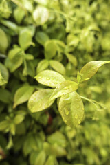 Green leaf hedge