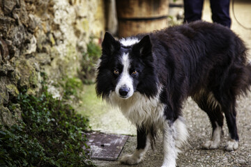 Black and white dog on the street