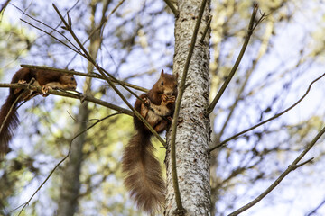 Squirrel eating in the forest