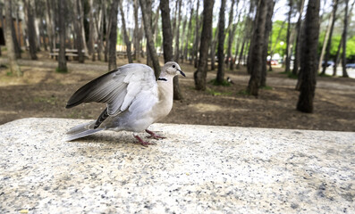Pigeon in the forest