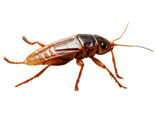 side view cockroach