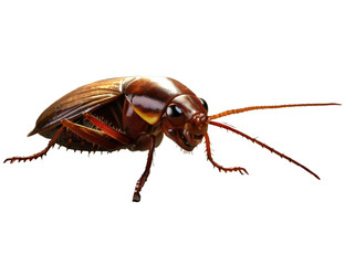 Naklejka premium cockroach on white