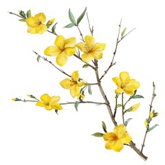 Winter Jasmine Jasminum nudiflorum