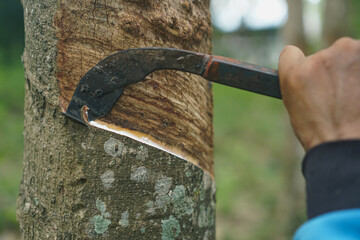 The gardener's hand is holding a knife and cutting against rubber.rubber tree that was tapped Latex that is flowing down in the supporting container