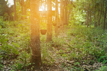 The rubber tree that was tapped Latex that is flowing down in the supporting container