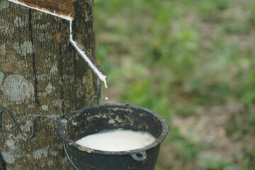 The rubber tree that was tapped Latex that is flowing down in the supporting container
