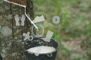 The rubber tree that was tapped Latex that is flowing down in the supporting container