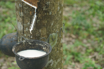 The rubber tree that was tapped Latex that is flowing down in the supporting container