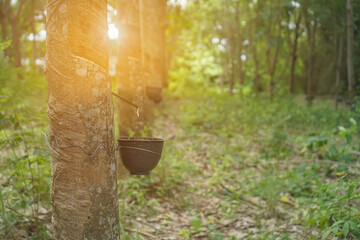 The rubber tree that was tapped Latex that is flowing down in the supporting container
