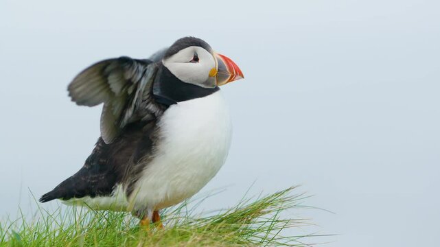 Puffin with wings spread stands on grassy cliff on Lunga Island, Scotland