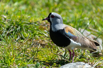 El tero (Vanellus chilensis), ​ también llamado tero-tero, queltehue.