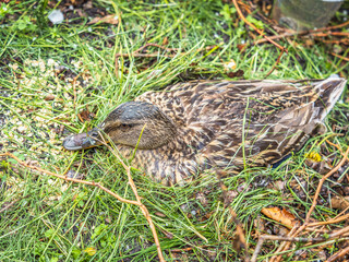 Duck hatching ducklings. Duck nest