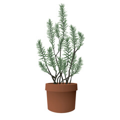 Rosemary in terracotta pot side view isolated graphic illustrated