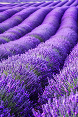 Lavender flower blooming fields in endless rows, fragrant purple landscape