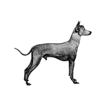 Peruvian Inca Orchid Dog hand drawing vector isolated on background.