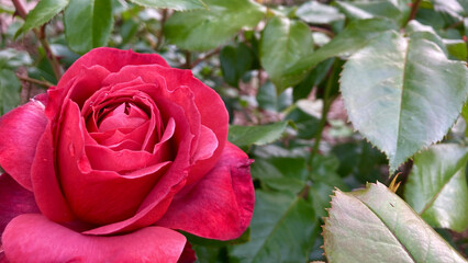 Chocolate colored rose with the name Hot Cocoa