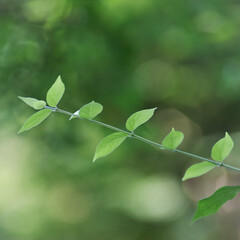 Green leaves background. Selective and soft focus. Copy space.	