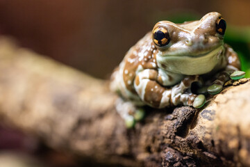 A tree frog, brown and white, up close on a branch, displaying its texture and camouflage in its natural habitat