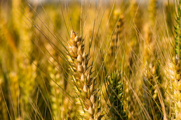 Maturing wheat in North China Plain