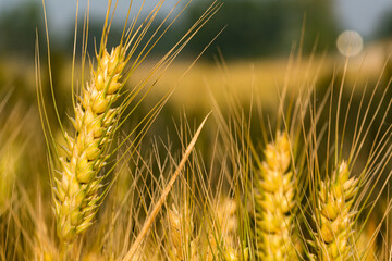 Maturing wheat in North China Plain