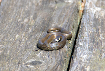A Natrix natrix (Grass snake) on a plank