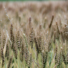 Fototapeta premium 初夏の音