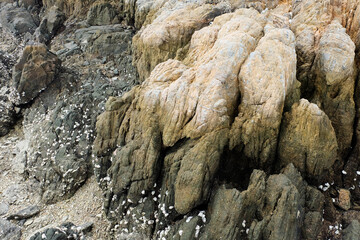 Rocks and dead shellfish on the beach.