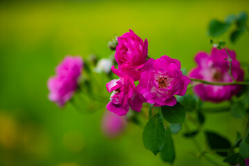 Blooming roses in the park, North China