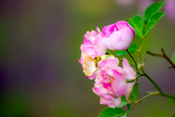 Blooming roses in the park, North China