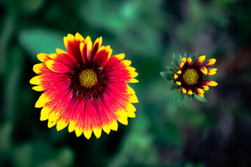 A close-up of a celestial flower blooming in the park