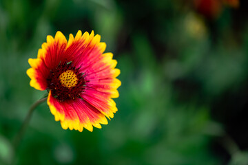 A close-up of a celestial flower blooming in the park