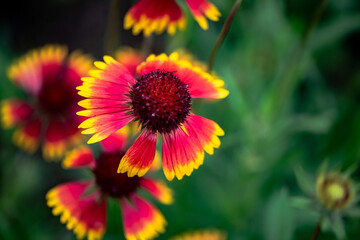 A close-up of a celestial flower blooming in the park