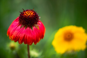 A close-up of a celestial flower blooming in the park