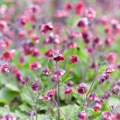 Nature background with spring flowers. Selective and soft focus. Close up.